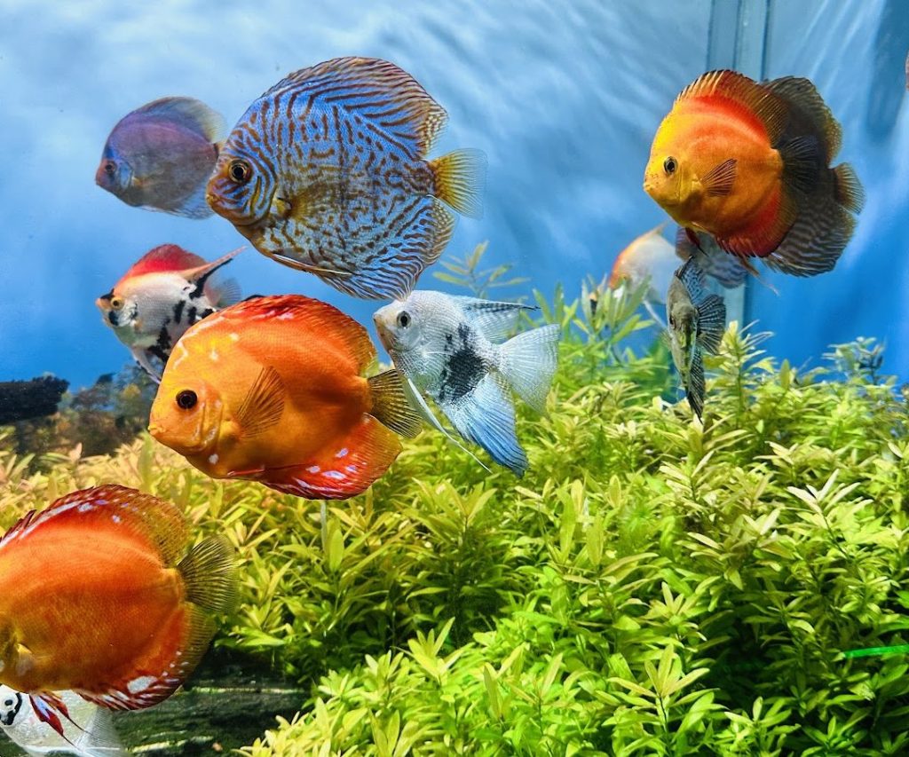 Oceanic Aquarium: Guia para Não Perder as Alimentações